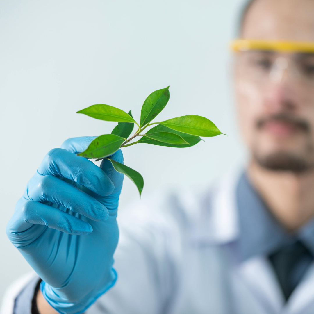 TRIBULUS TERRESTRIS – KAS TAI?